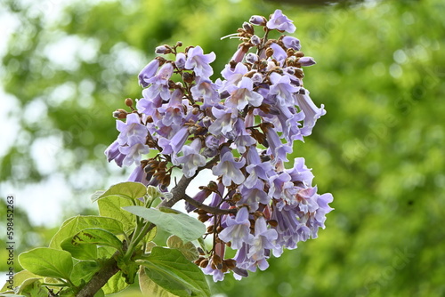 Paulownia tree ( Paulownia tomentosa ) flowers.
Paulowniaceae deciduous tree native to China.
Light purple, bell-shaped flowers bloom from April to May.
