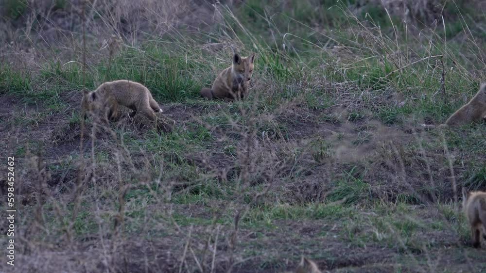 Red Fox pups playing outside of their den at dusk during Spring in Utah. Red Fox pups playing outside of their den at dusk during Spring in Utah.