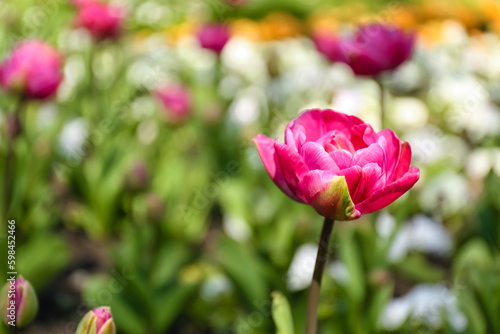 Wallpaper Mural Beautiful pink tulip on spring day, closeup Torontodigital.ca