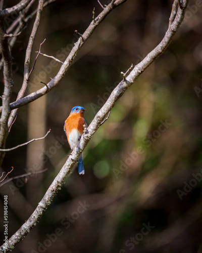 Eastern Bluebird on a branch © Lawrence