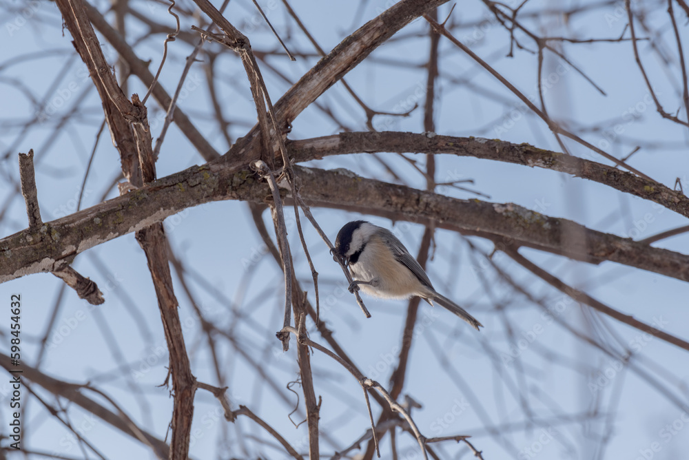 Black-capped Chickadee Perched On A Tree Branch With Blue Sky Black-capped Chickadee Perched On A Tree Branch With Blue Sky
