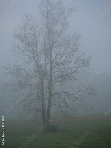 Foggy Morning Mountain Valley Lonesome Tree