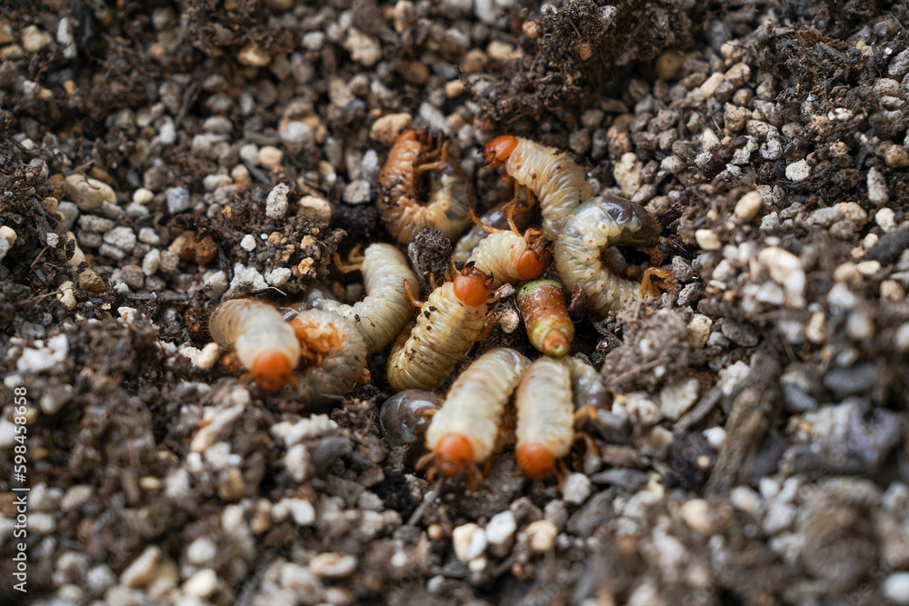 土の中で孵化して成長したコガネムシの幼虫