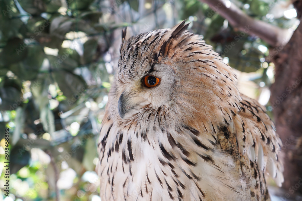 Fototapeta premium Close-up of a Western Siberian Eagle Owl sitting on the branch