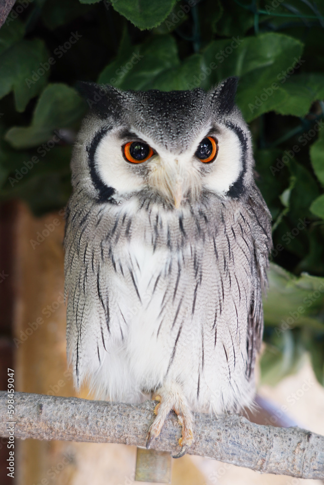 Fototapeta premium Close-up of a White Faced Owl sitting on the branch