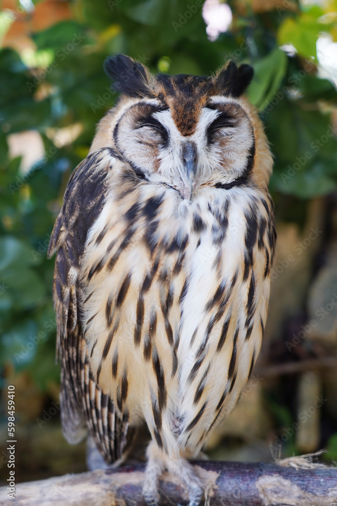Obraz premium Close-up of Striped Owl sitting on the branch