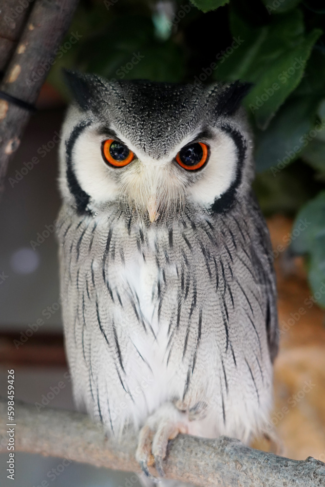 Fototapeta premium Close-up of a White Faced Owl sitting on the branch