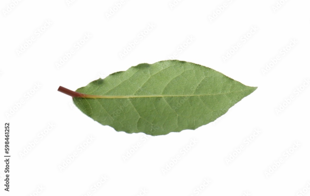 Obraz premium One fresh bay leaf isolated on white