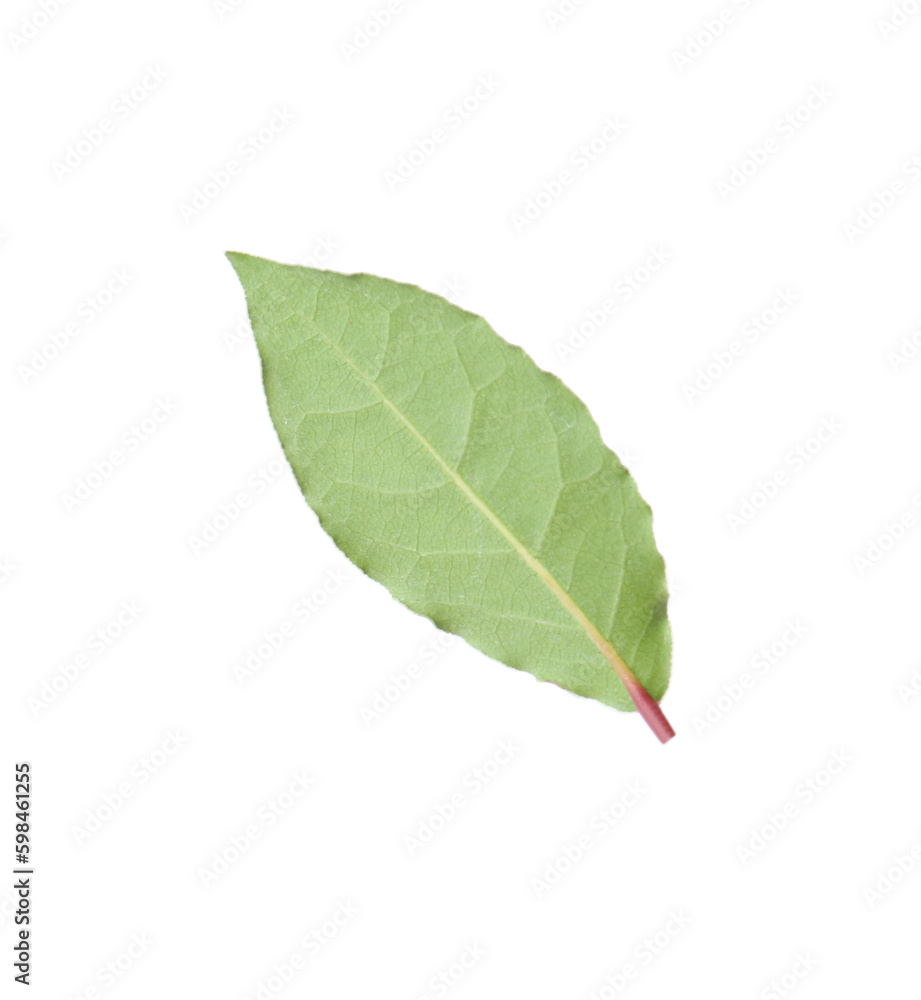 One fresh bay leaf isolated on white One fresh bay leaf isolated on white