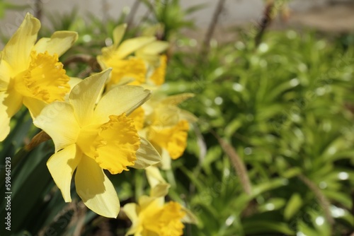 Beautiful yellow daffodils growing outdoors on spring day  closeup