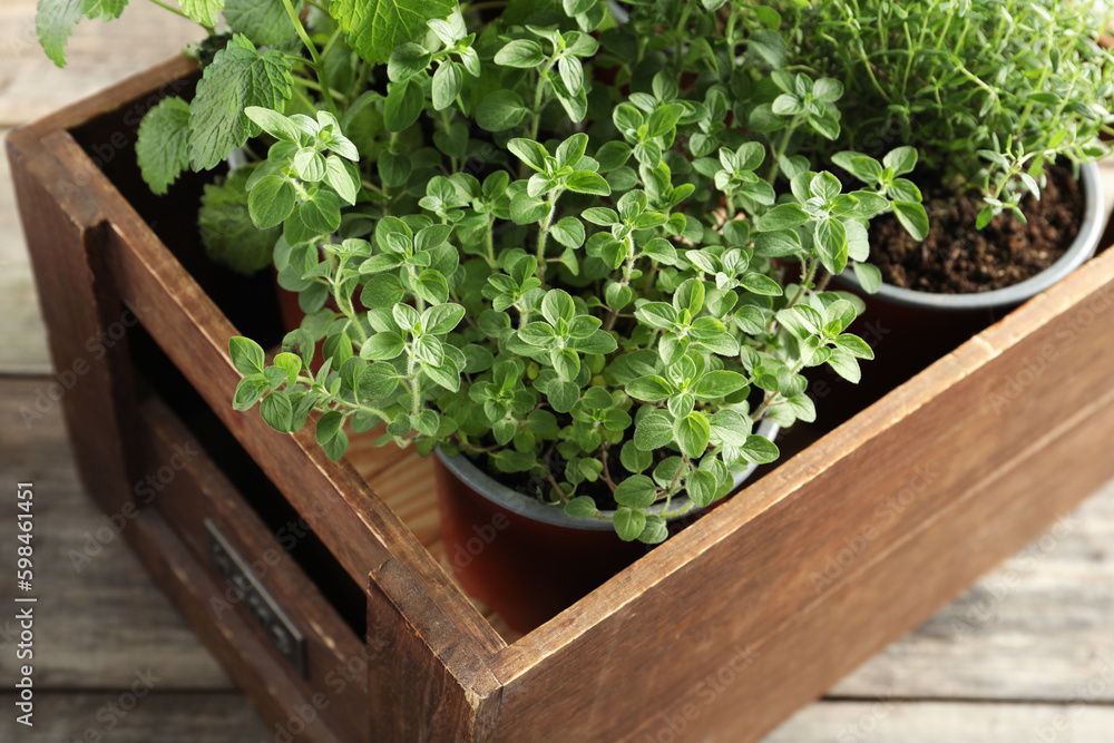 Crate with different potted herbs on wooden table, closeup Crate with different potted herbs on wooden table, closeup