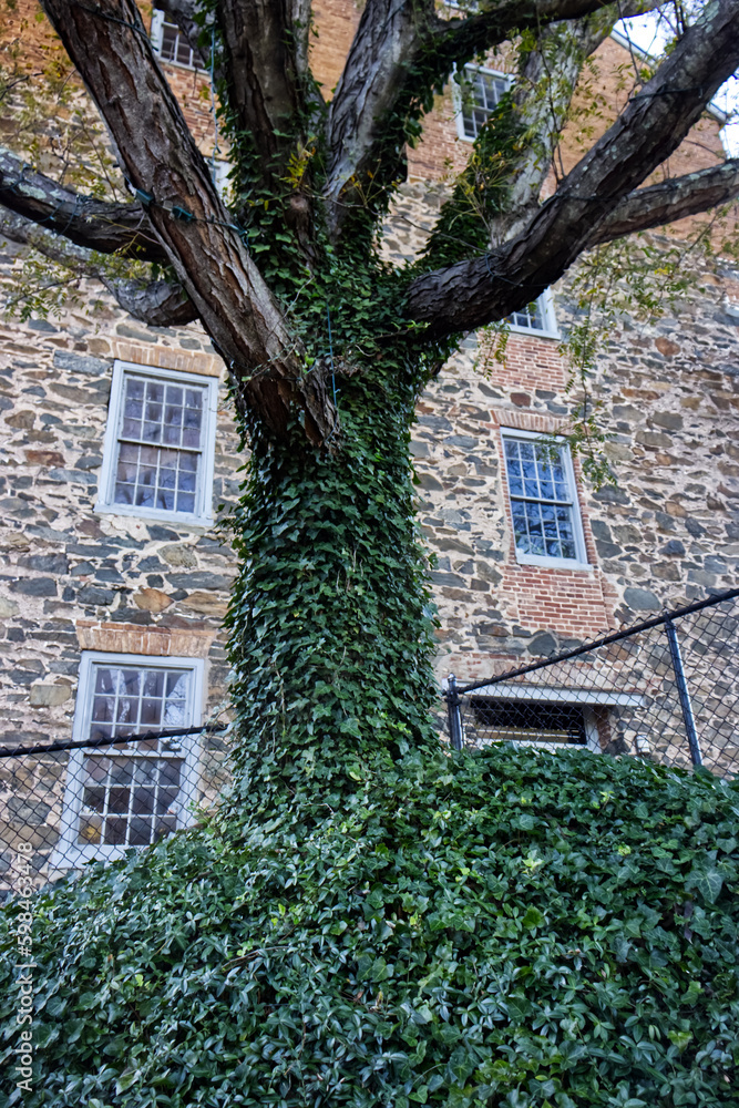 Stone structure behind the tree trunk covered with leaves, Laurel, MD, USA