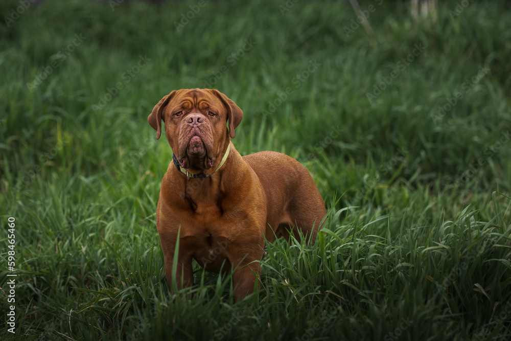 2023-04-30 LARGE MASTIFF STANDING IN A LUSH GREEN FIELD STARING OUT WITH A BLURRY BACKGROUND IN REDMOND WASHINGTON