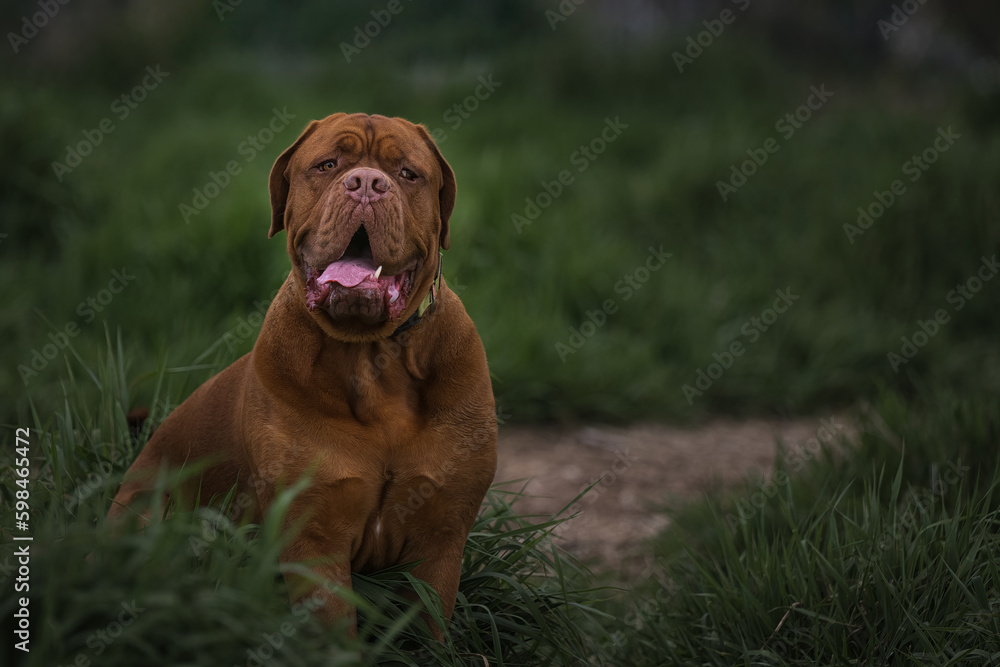 2023-04-30 LARGE MASTIFF SITTING IN A LUSG GREEN GRASS FIELD RESTING WITH MOUTH OPEN LOOKING SLIGHTLY RIGHT IN REDMOND WASHINGTON 2023-04-30 LARGE MASTIFF SITTING IN A LUSG GREEN GRASS FIELD RESTING WITH MOUTH OPEN LOOKING SLIGHTLY RIGHT IN REDMOND WASHINGTON