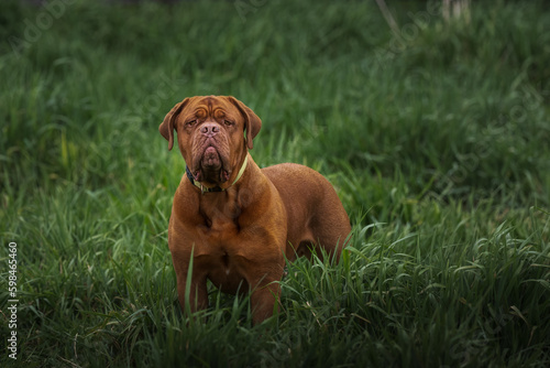 2023-04-30 LARGE MASTIFF STANDING IN A LUSH GREEN FIELD STARING OUT WITH A BLURRY BACKGROUND IN REDMOND WASHINGTON