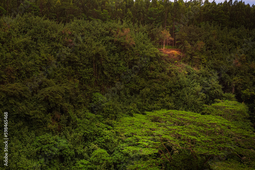 2021-10-13 THE LUSH FOREST CANOPY ON THE ISLAND OF KAUAI HAWAII WITH VIBRANT GREEN COLORS