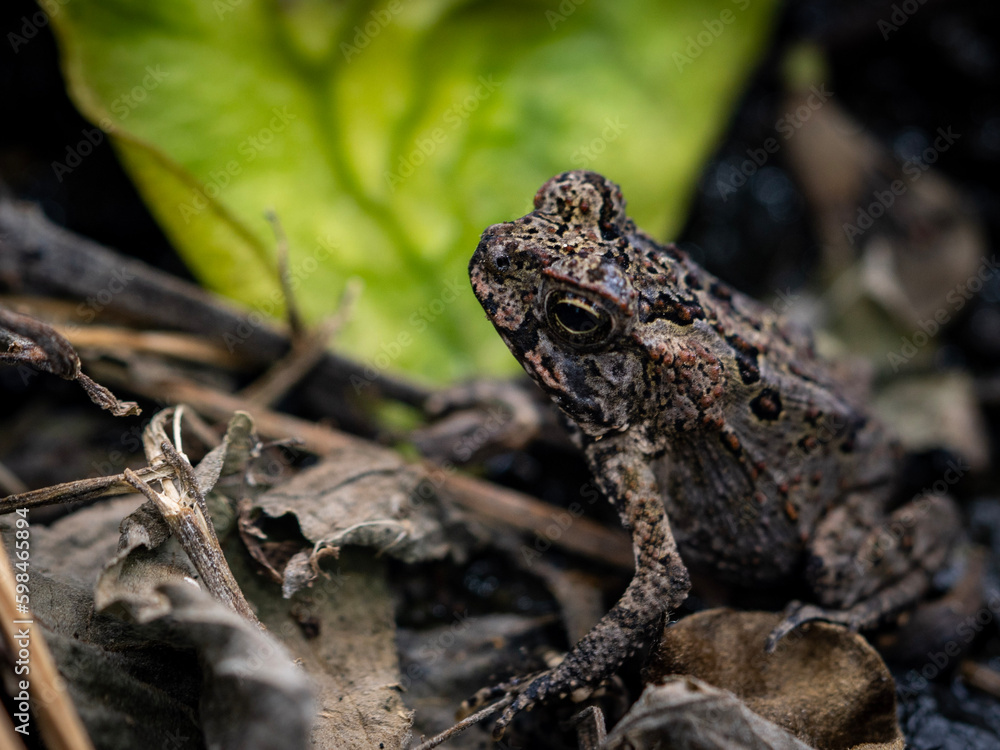 Obraz premium frog on the ground