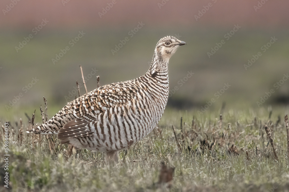 Female Sharp-tailed Grouse (Tympanuchus phasianellus) in the prairie. Females meet males in early spring at a lek to engage in courtship displays Female Sharp-tailed Grouse (Tympanuchus phasianellus) in the prairie. Females meet males in early spring at a lek to engage in courtship displays