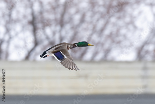 Mallard Duck  Anas platyrhynchos  wing beat.  The powerful strokes of a dabbling duck help it to pop strait off the water and fly up and away.  Shown is the iridescent blue speculum of this waterfowl