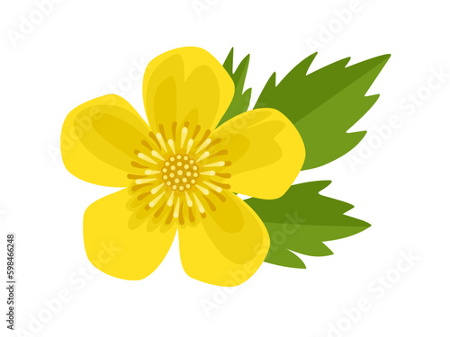 Vector illustration, buttercups flower or Ranunculus eschscholtzii, isolated on white background.