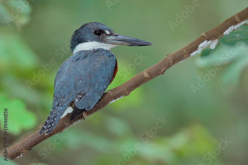 Ringed-Kingfisher-male