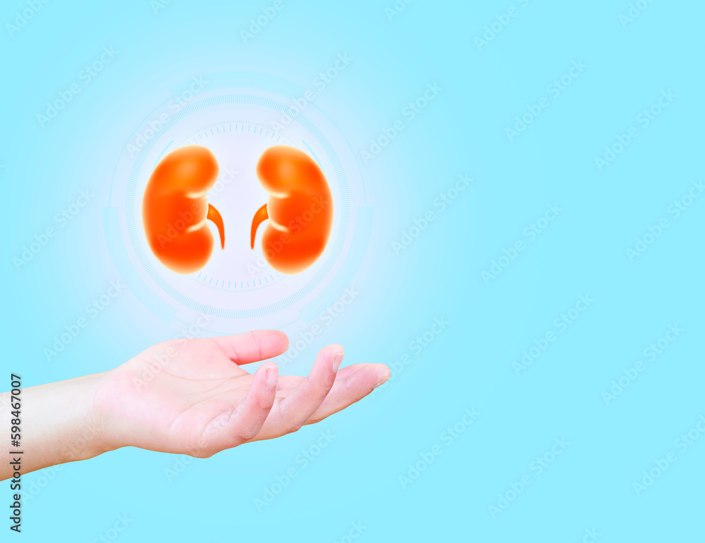 Nephrology, medical care for kidney problems. Kidneys isolated on light