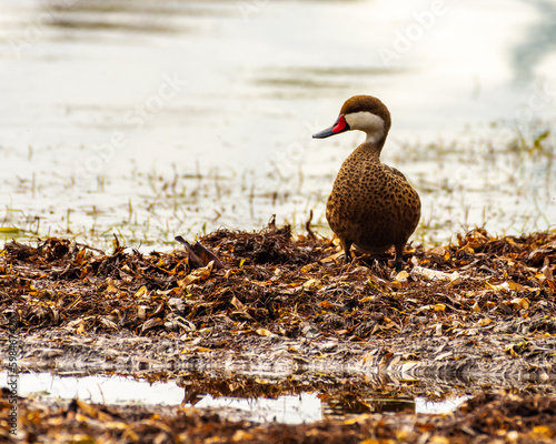 Duck standing is sargassum, Fajardo - Puerto Rico photo