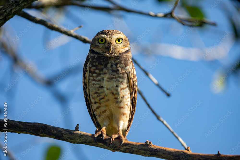 Burning Owl (Athene cunicularia or Speotyto cunicularia) in selective focus. Known as the Burning Owl (Athene cunicularia or Speotyto cunicularia) in selective focus. Known as the