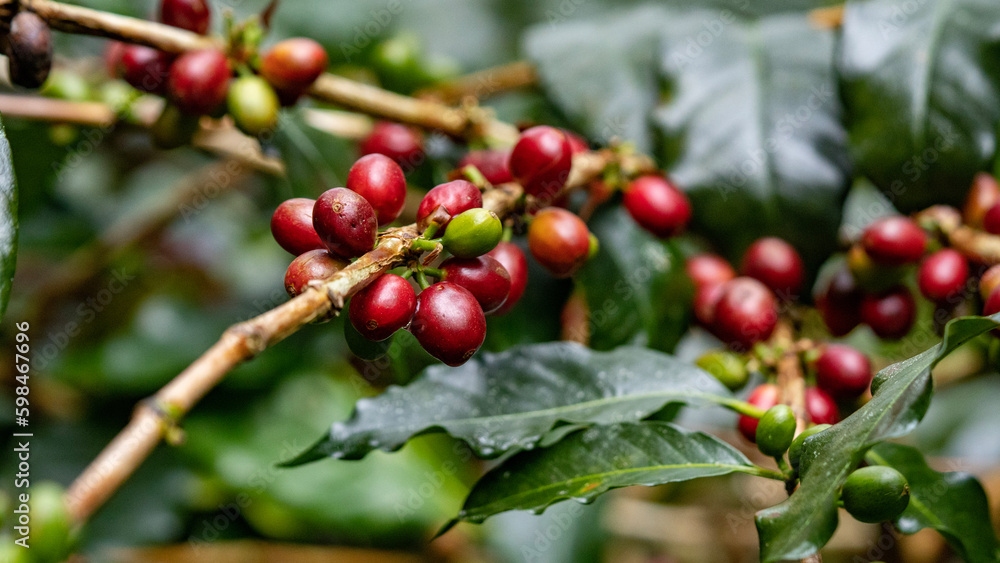 Coffee Cherries in Sagada, Mountain Province, Philippines Coffee Cherries in Sagada, Mountain Province, Philippines