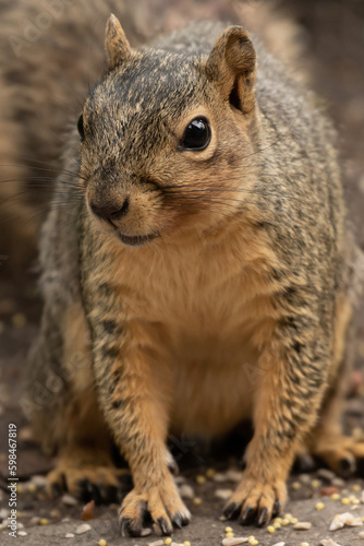 Close-up of a fox squirrel © Ayman Haykal
