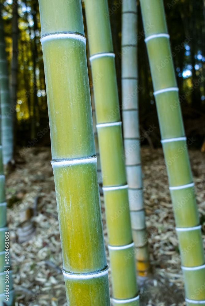 Obraz premium 一年中青々としていて、高く伸びる爽やかな竹林