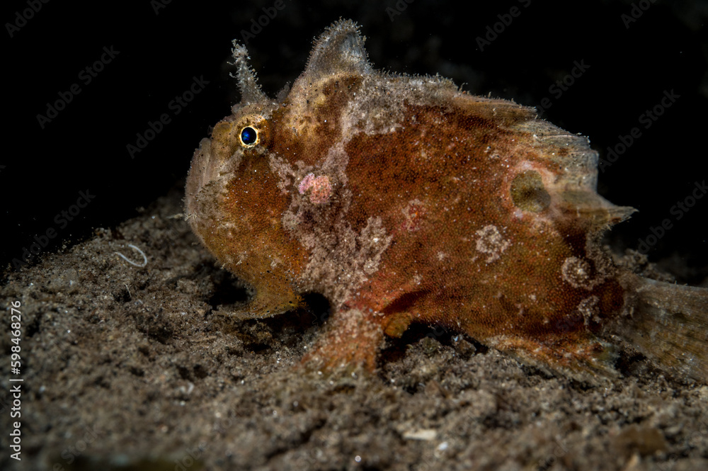 Spotfin Frogfish or Antennatus nummifer