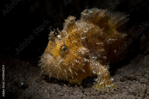 Ocellated frogfish or Nudiantennarius subteres