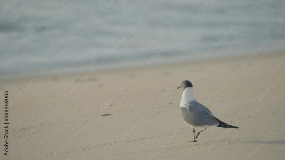 Seagull Walks Toward Water On Maryland, U.S.A., Beach Seagull Walks Toward Water On Maryland, U.S.A., Beach