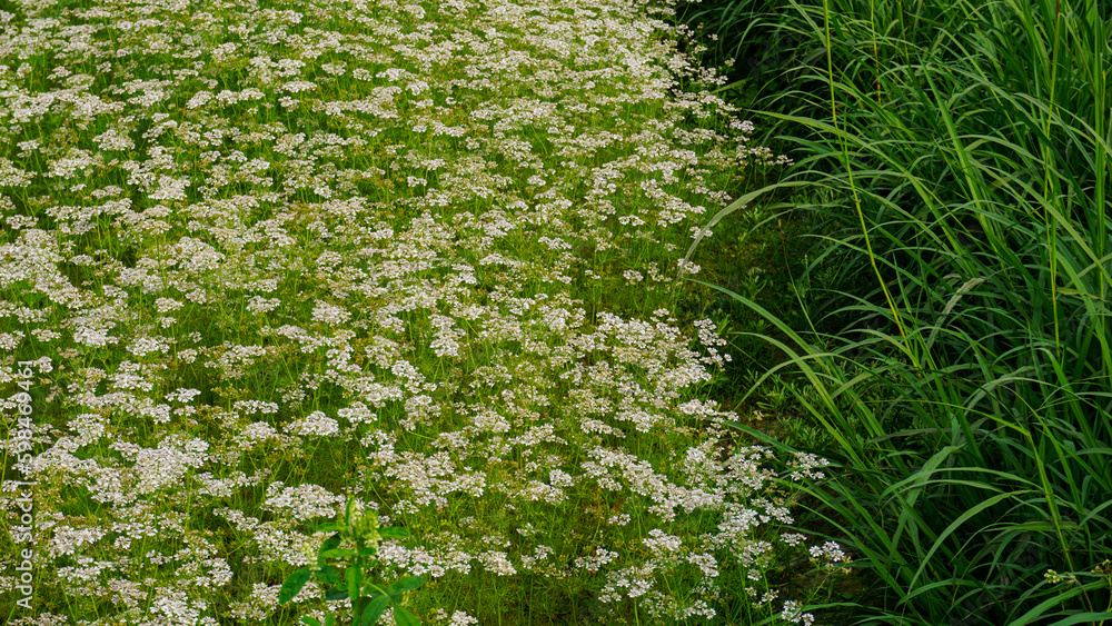 Fototapeta premium Field of white white coriander flowers. Big green grass next to it. Amazing background of green and white small coriander flowers.