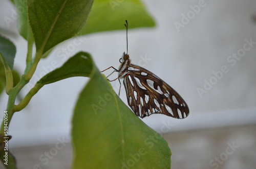 an agraulis vanillae butterfly perches on an orange plant photo