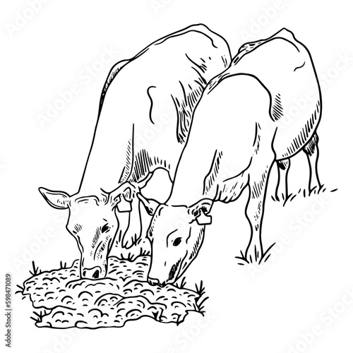 illustration of cattle