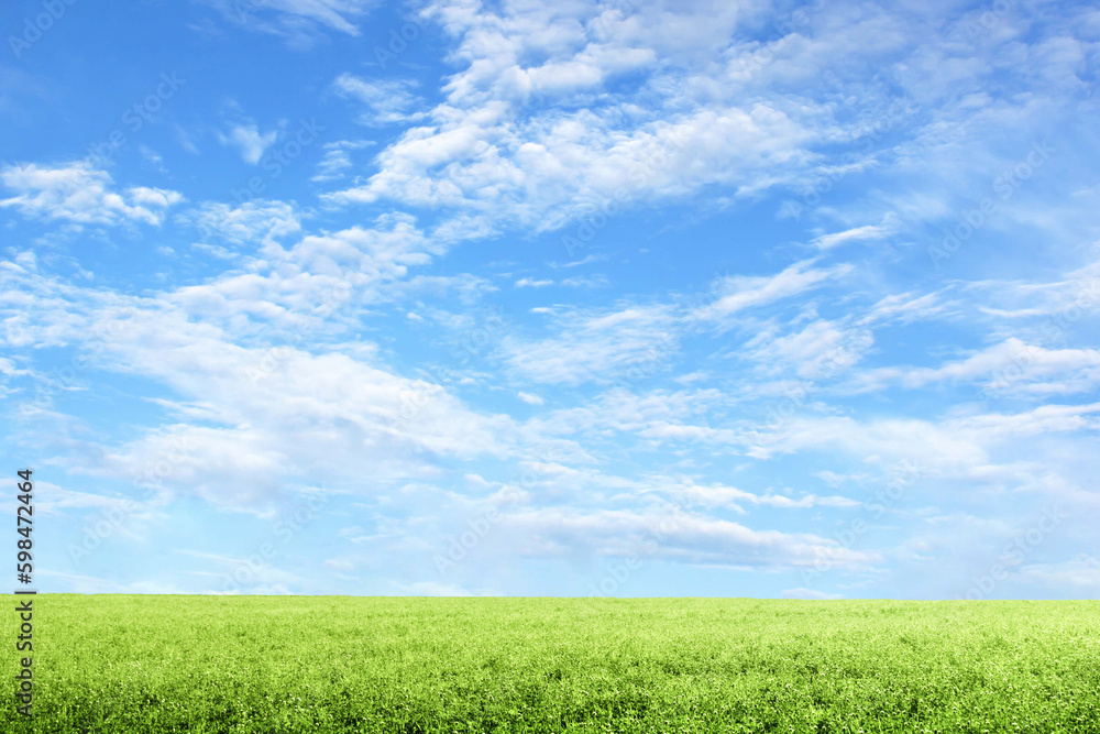 	爽やかな青空と新緑が美しい草原