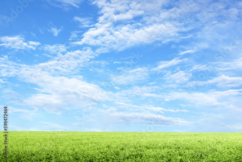  爽やかな青空と新緑が美しい草原
