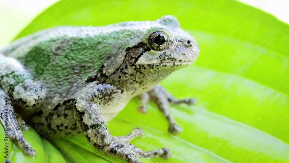 Close-up shot of a Gray Treefrog sitting on a leaf. Shot in Minnesota. Close-up shot of a Gray Treefrog sitting on a leaf. Shot in Minnesota.