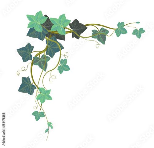 Hedera foliage, ivy climbing plant leaves corner