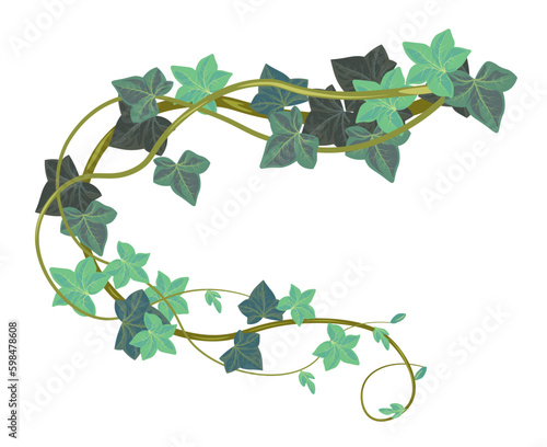 Hedera botany with leaves, ivy climbing plant