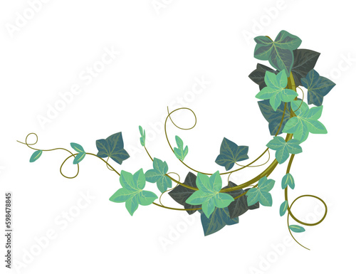 Ivy climbing plant, evergreen hedera botany vector