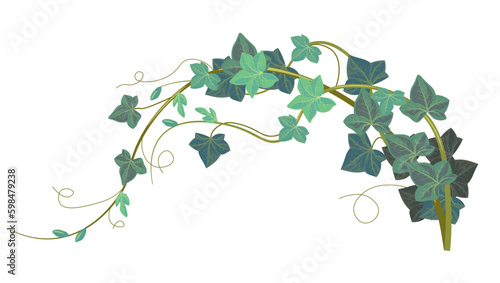 Ivy climbing plant, hedera exotic evergreen flora
