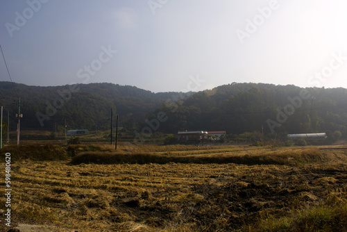 Rural landscape with fertilized rice fields after harvest