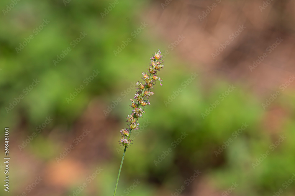 Close up of grass flower in the garden with blurred green background.