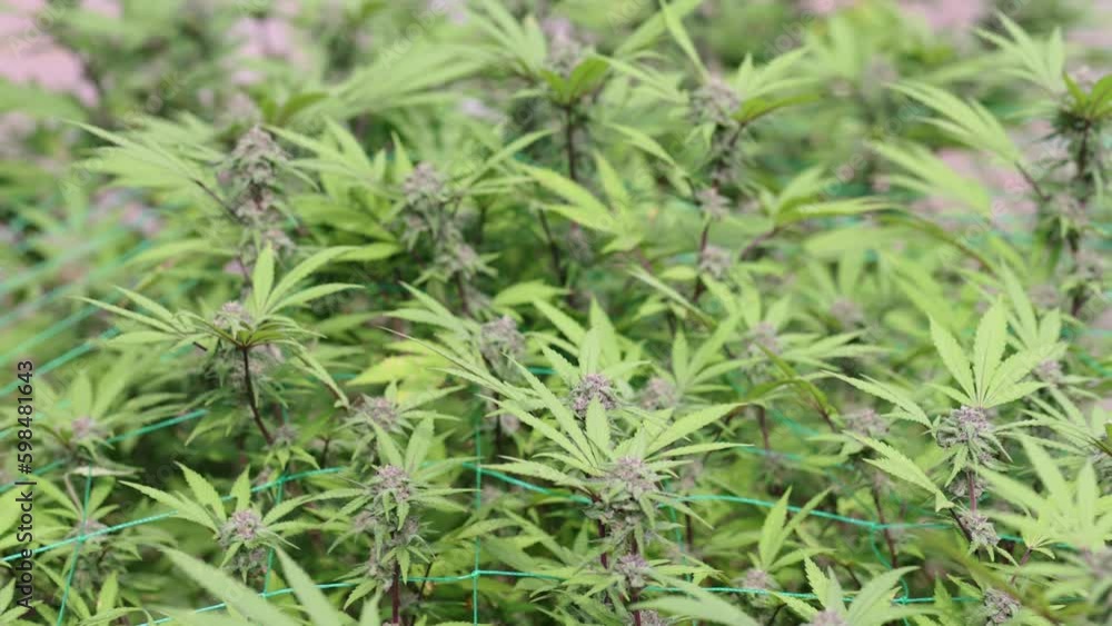 Slow motion close up of marijuana cannabis hemp plants. biological and ecological hemp plants. Concept of herbal alternative medicine, pharmaceptical industry, CBD hemp oil, Shot in 4k. Slow motion close up of marijuana cannabis hemp plants. biological and ecological hemp plants. Concept of herbal alternative medicine, pharmaceptical industry, CBD hemp oil, Shot in 4k.