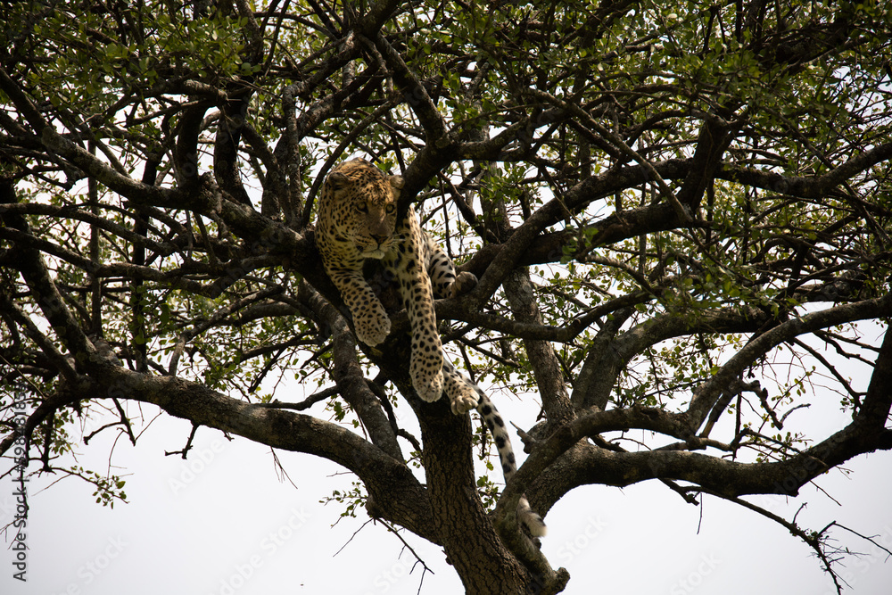 An elusive leopard camouflaged in the Serengeti foliage. An elusive leopard camouflaged in the Serengeti foliage.