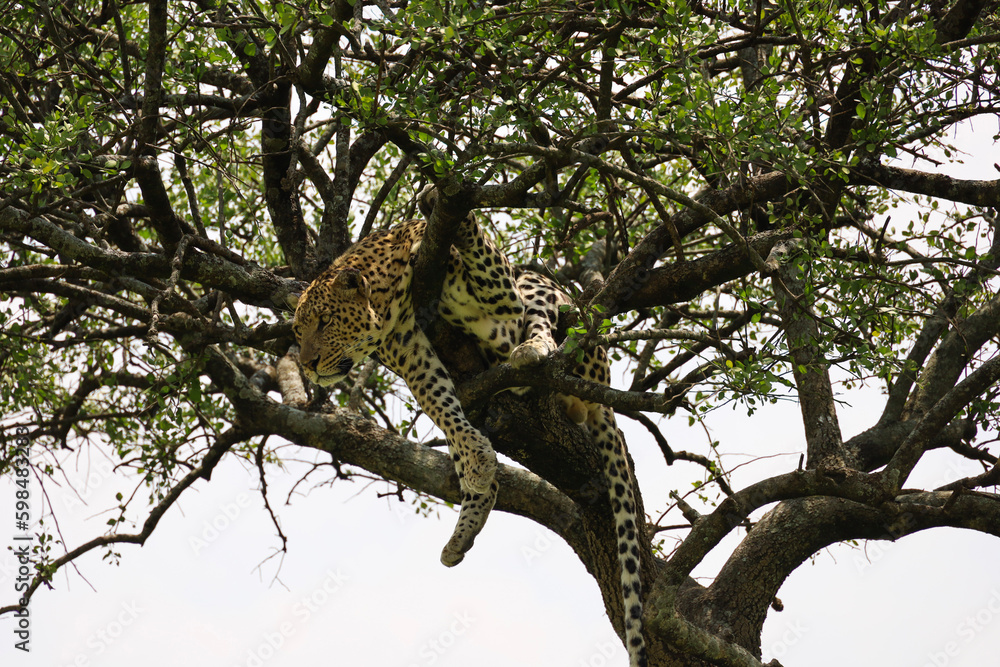 Obraz premium An elusive leopard camouflaged in the Serengeti foliage.