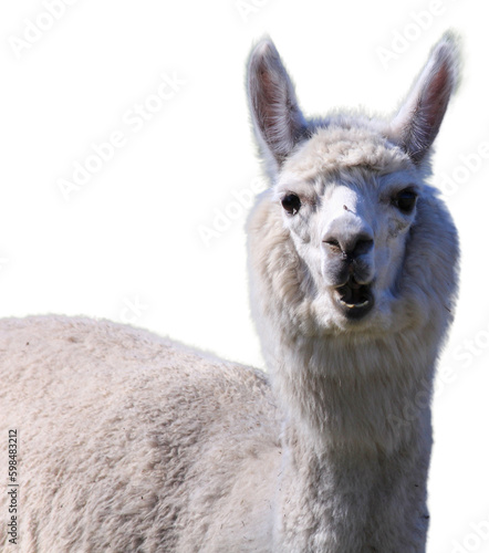 Alpaca, domesticated species of the South American camelid isolated on a white background. © Alaskajade